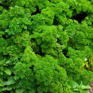 Persil Frisé Vert Foncé - BIO